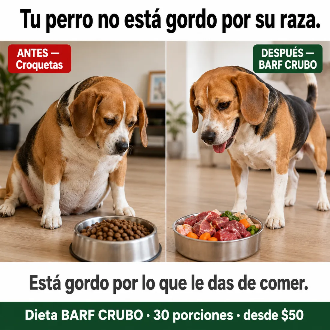 Perro antes y después de cambiar a la dieta BARF natural de CRUBO